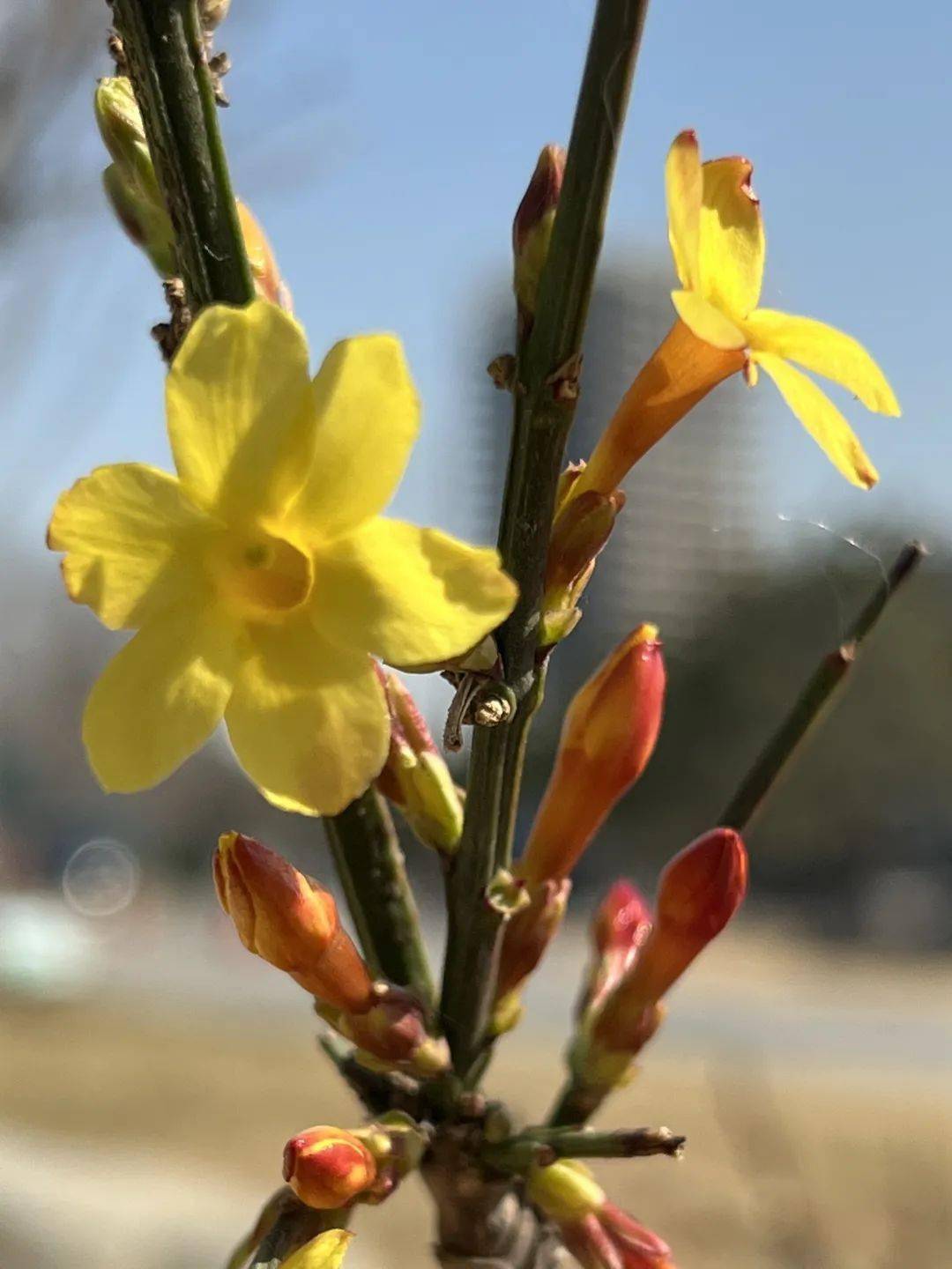 二月初二春日到迎春花开万象新
