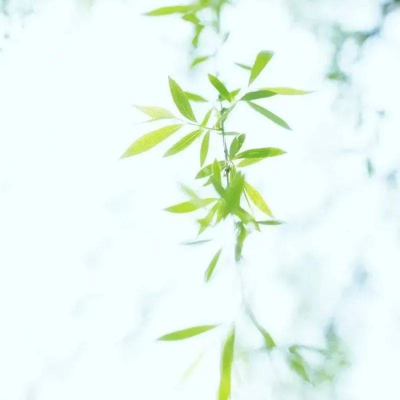 初春 王春霞_文苑_岭南_王利军