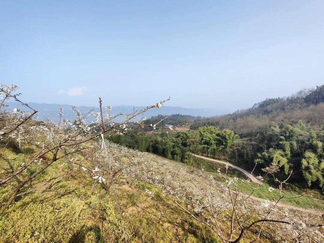 福禄镇青冈坪村樱桃花绽放高山水果望丰收