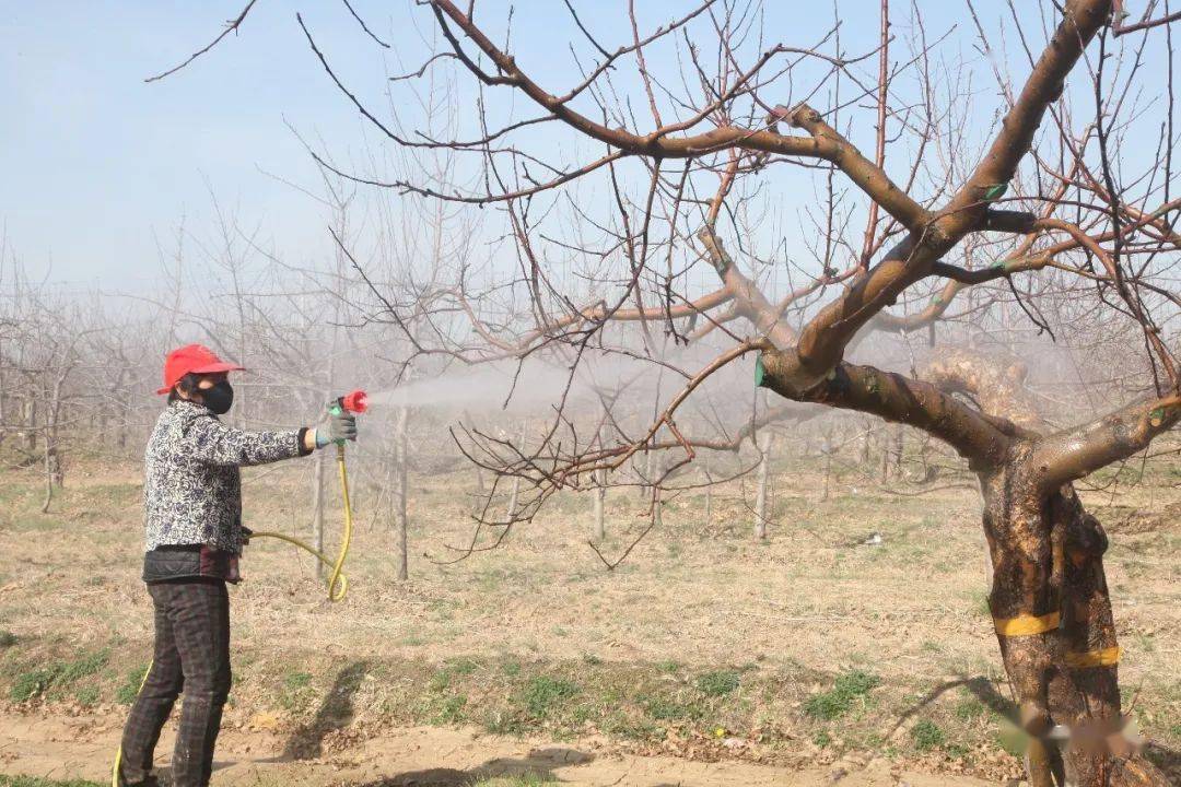 惊蛰已到,果园清园和花前补养同等重要_果树_中农_平台