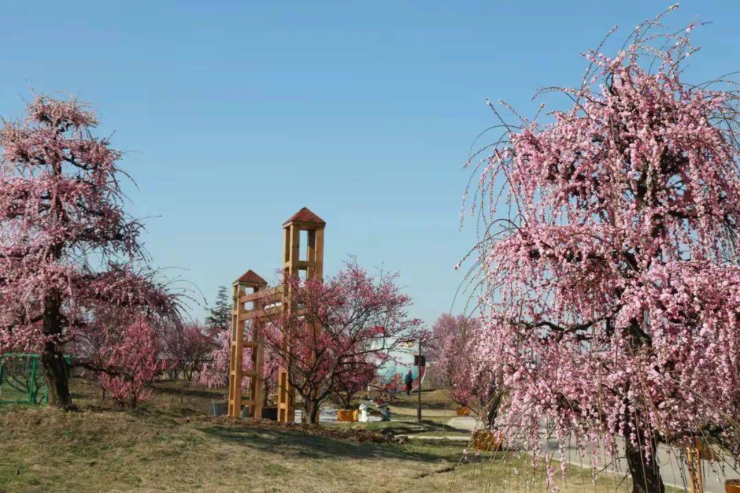 垂枝梅树势强壮,自然下垂,树姿美观.