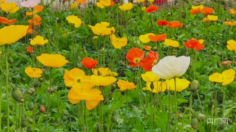 过敏性|四川成都公园城市花粉指数首次发布