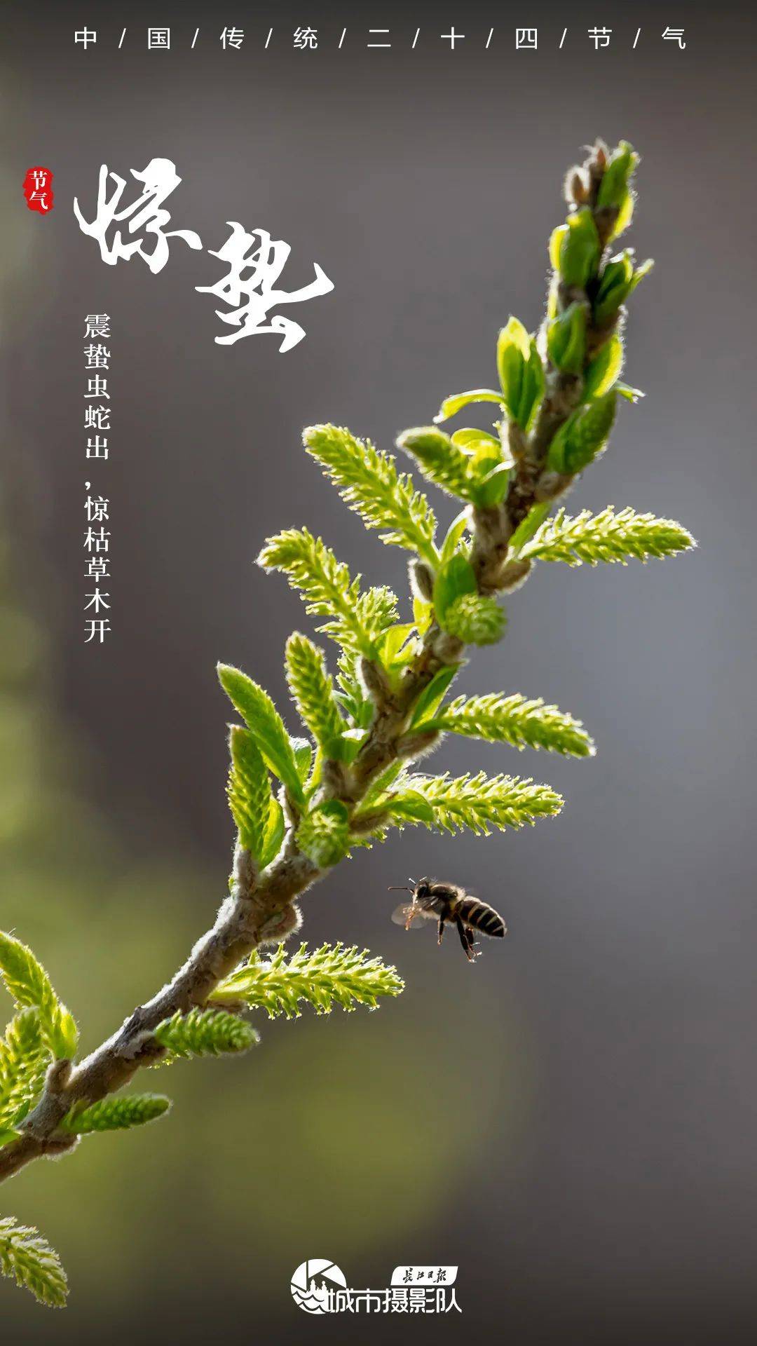 今日惊蜇一声轻雷仲春伊始