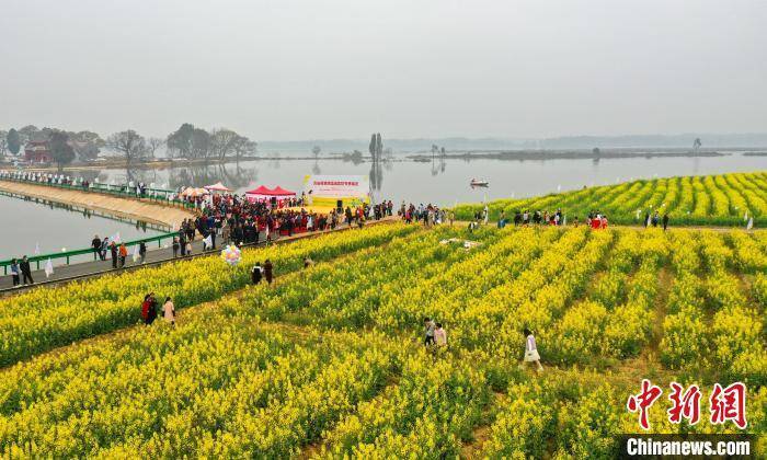 油菜花|江西万安乡村油菜花绽放 春暖花开醉游人