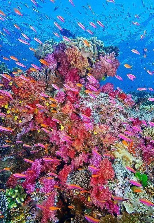 20多种珍奇海底动植物_历史_来源_动植物