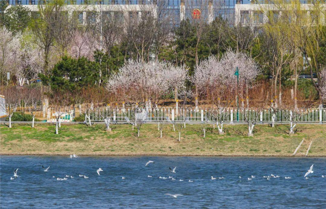 通州创森攻略来了副中心这些赏花观景的好去处快去打卡呀
