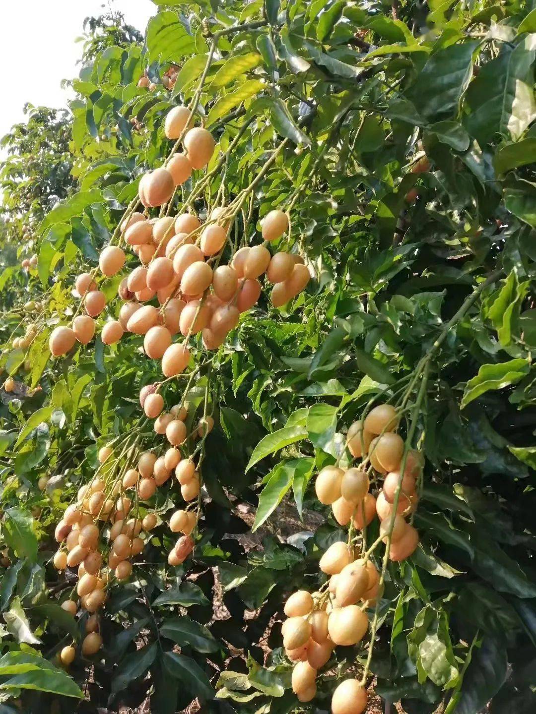 产业兴百姓富增城将打造千亩黄皮种植科普示范基地