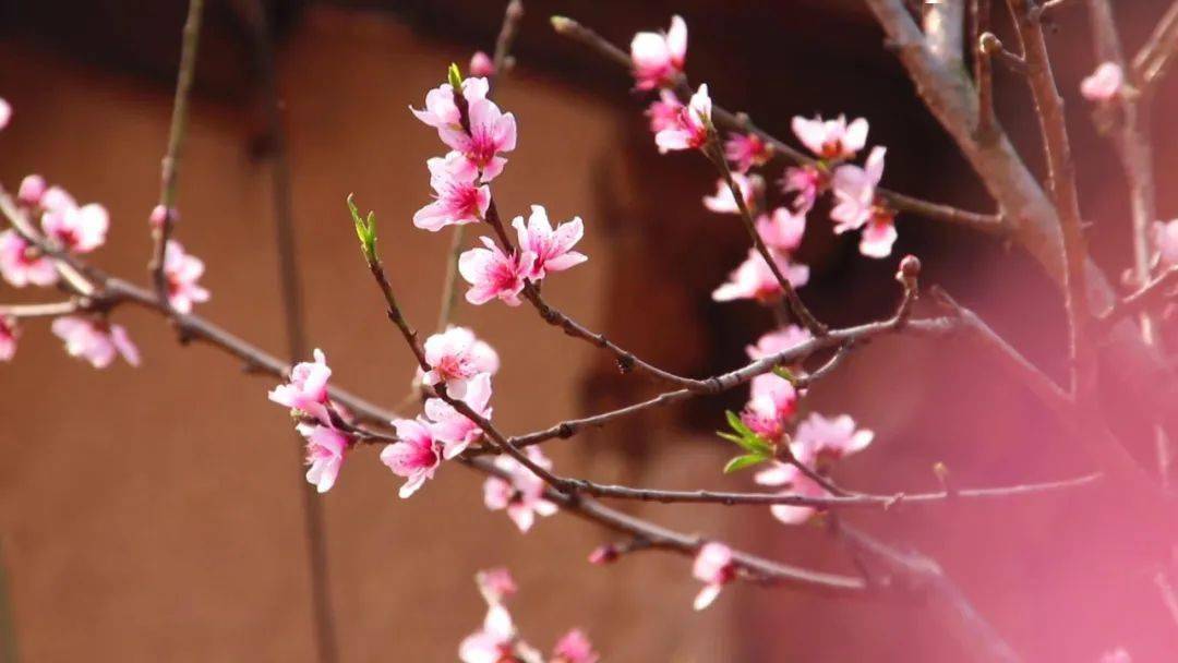 一候桃花,二候棣棠,三候薔薇驚蟄花信:保山市委宣傳部 供圖桃花盛開