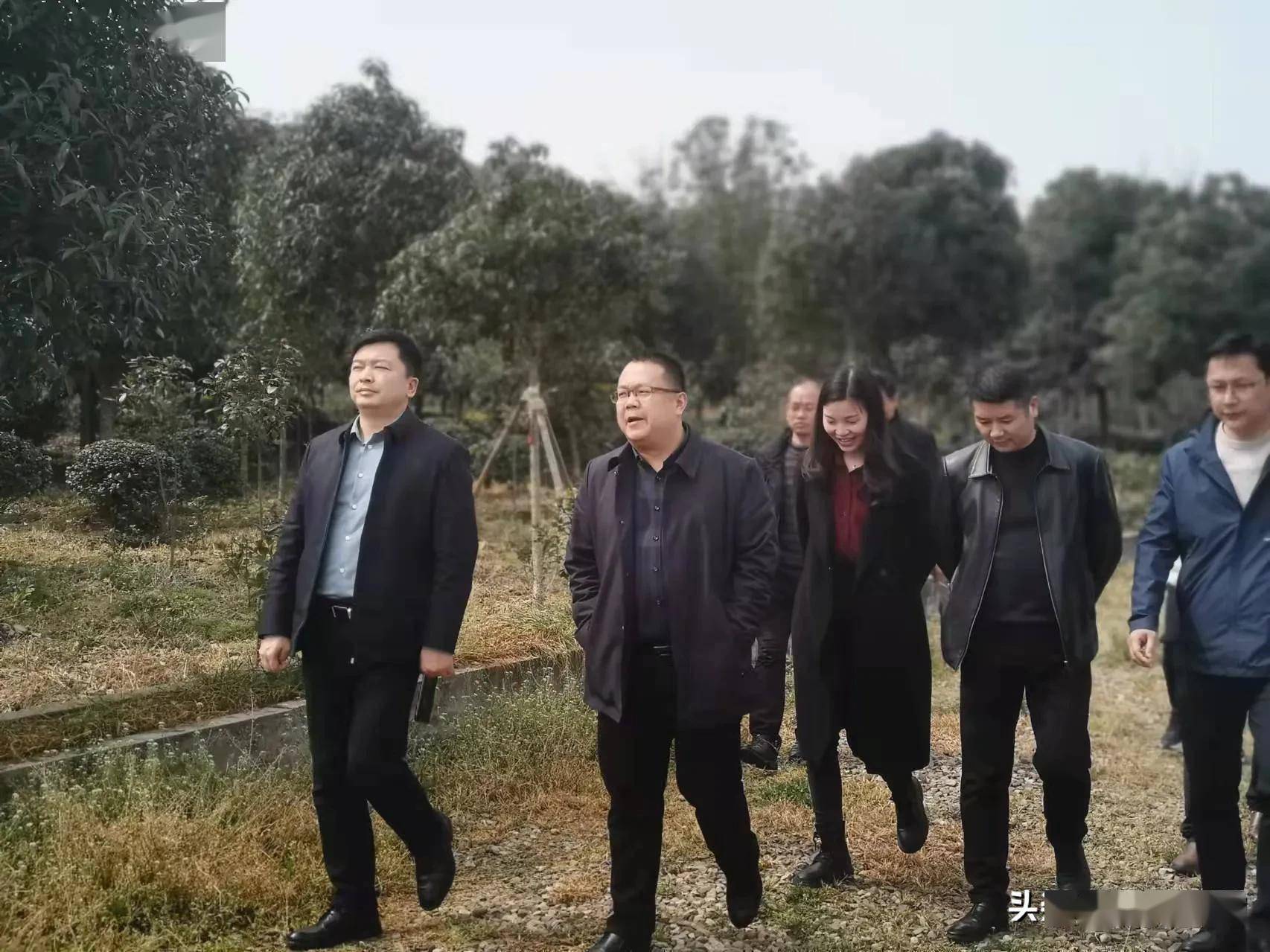 澧县林业局到县城建投园林基地考察调研_苗木_公司_陶贵锋