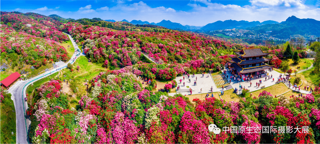 历来是贵州春季旅游的盛事毕节杜鹃花季是"花海毕节"的名片百里杜鹃
