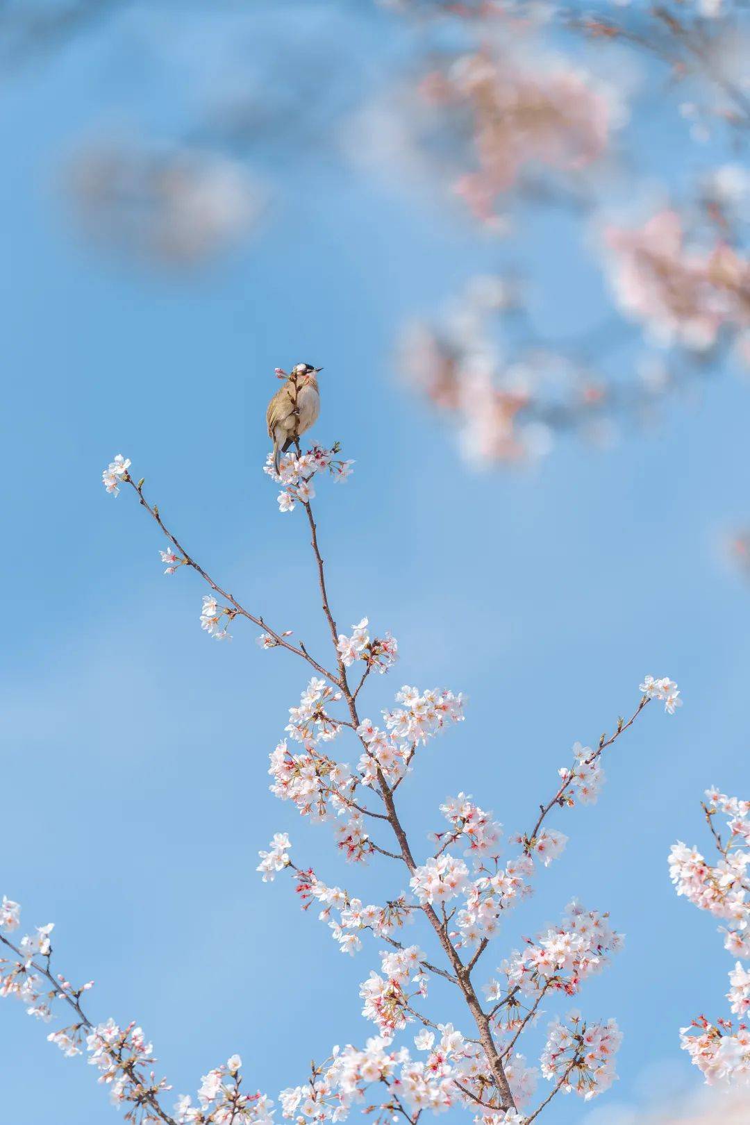 赏樱|3月，给春天“搞点颜色”看看