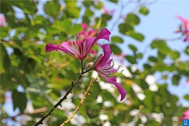 满园春色|赏桃花何须远行，桃花故里最仙境，广州白云山桃花涧让人流连忘返