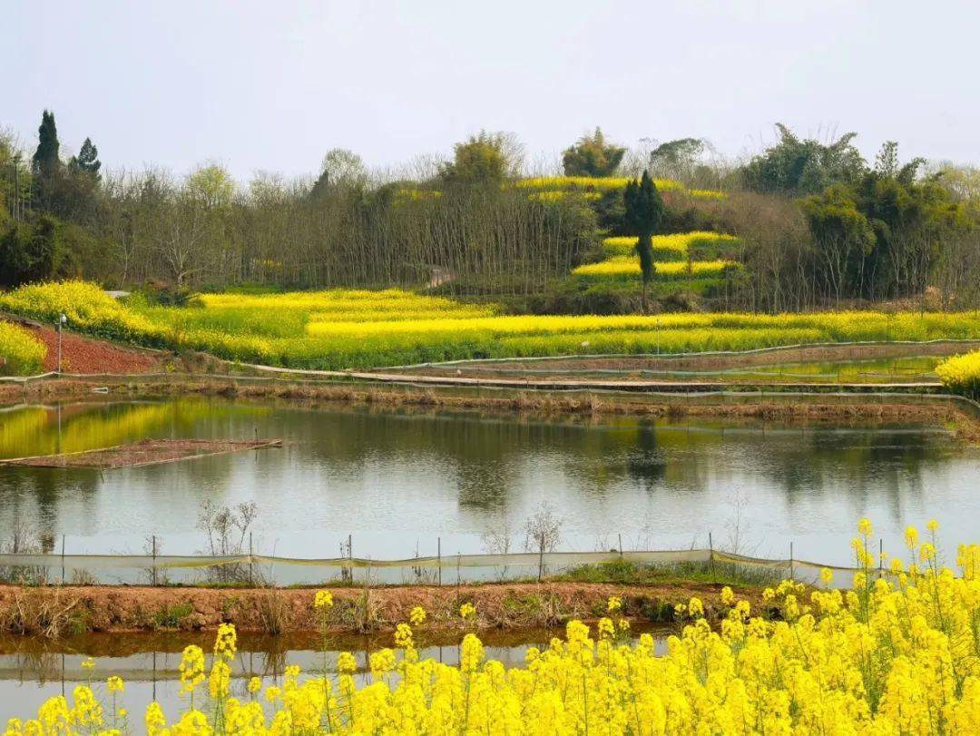 乡村振兴 | 看茅桥