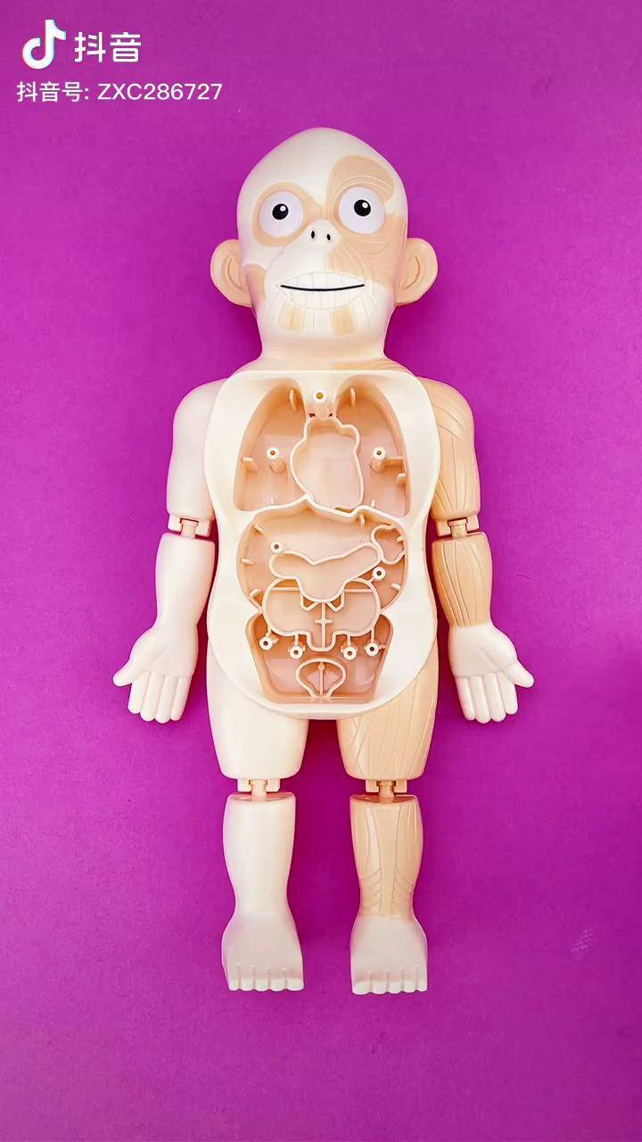 以及作用,并且爱惜身体儿童健康科普 人体模型玩具 手工diy_玩具_科普