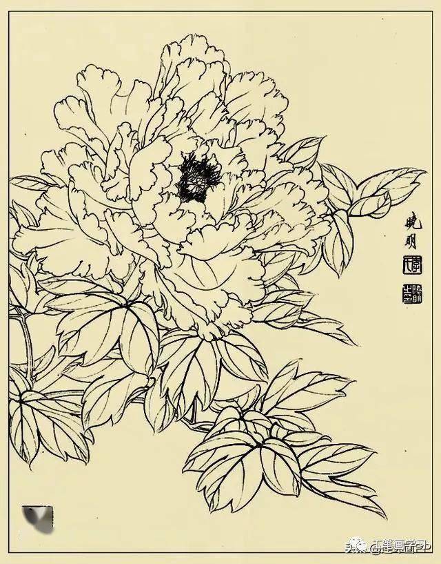 李晓明很漂亮的工笔花鸟画白描稿值得一看