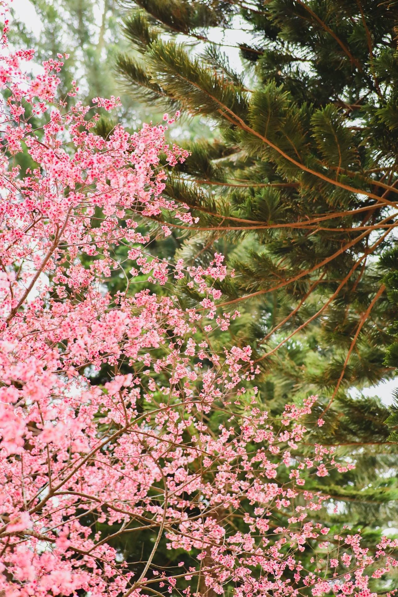 唐志强|广西南宁：樱花已灿 春来风暖