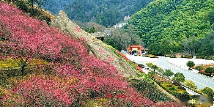 黄山南大门花谷图片