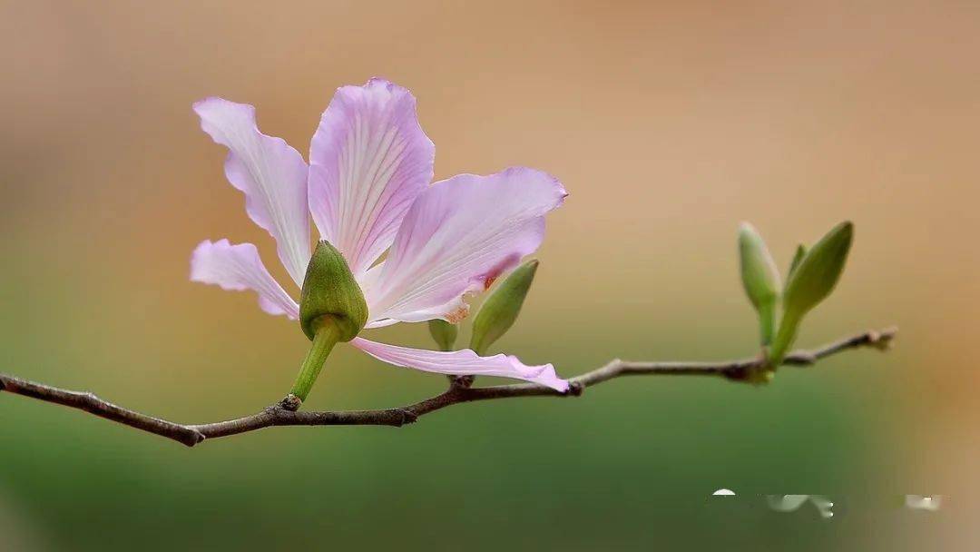 剪一缕春风慰人生风雨