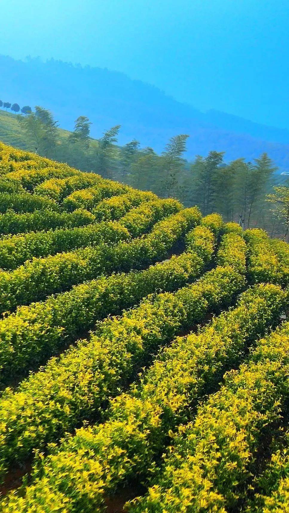 春天的第一味当然是阳羡茶