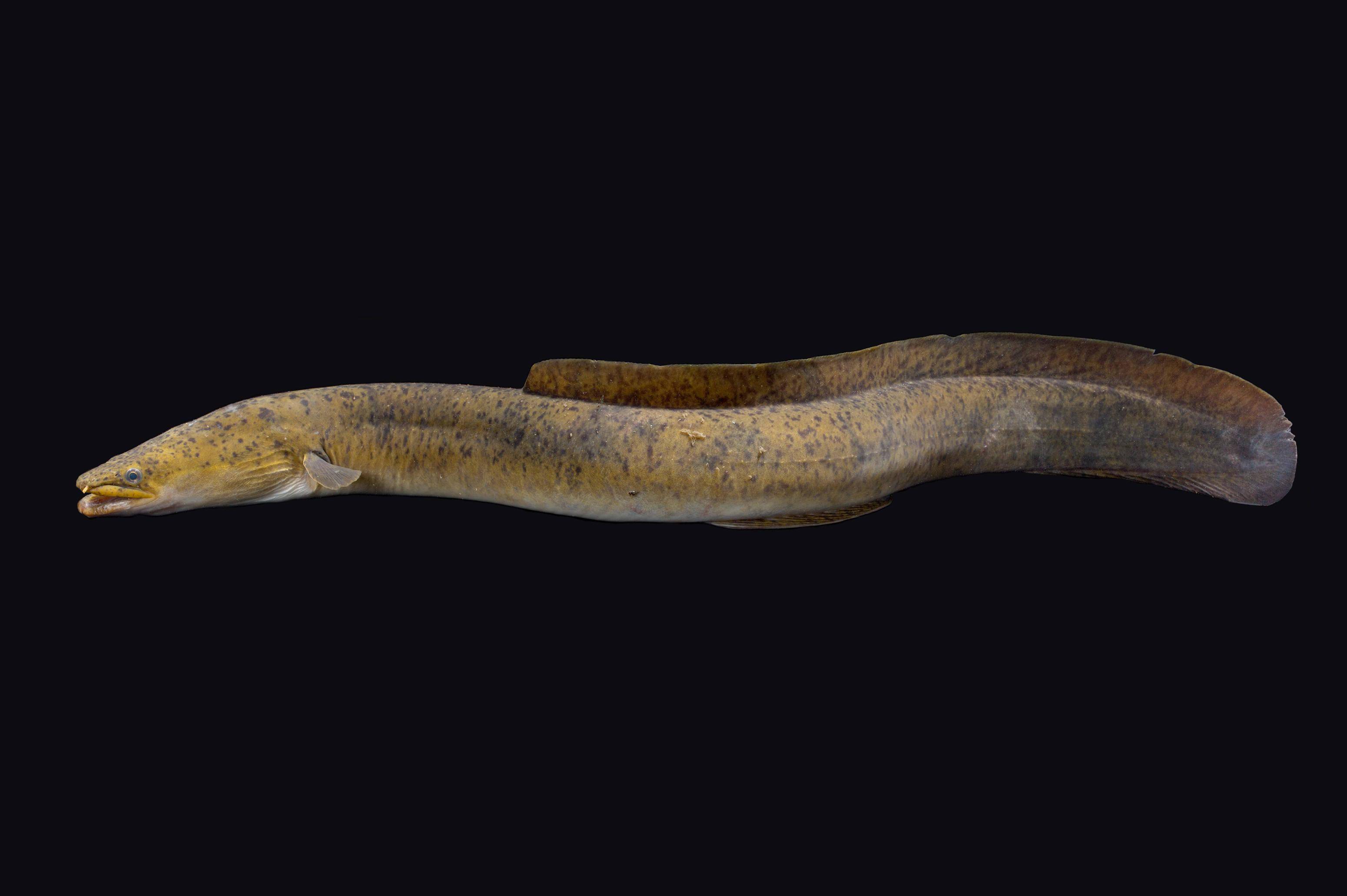 斑点长鳍鳗是一种体型巨大的淡水鳗鱼,雌鱼比雄鱼更大,成年后体长可达