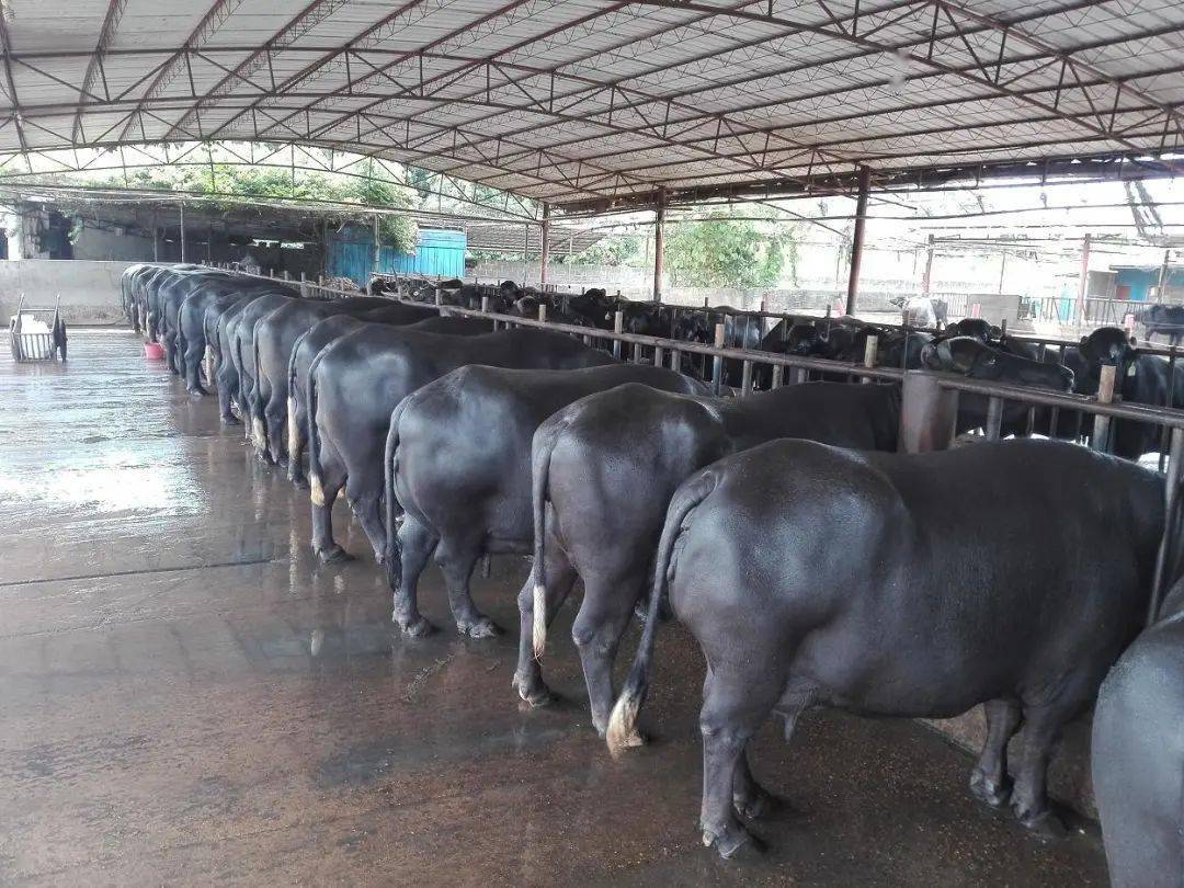 对广西区内引进优良奶水牛种公牛开展本交改良的养殖场(户),按照种