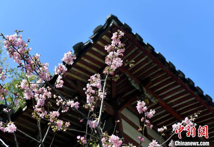 景区|福州乌山迎最美赏花季 桃花樱花次第盛开