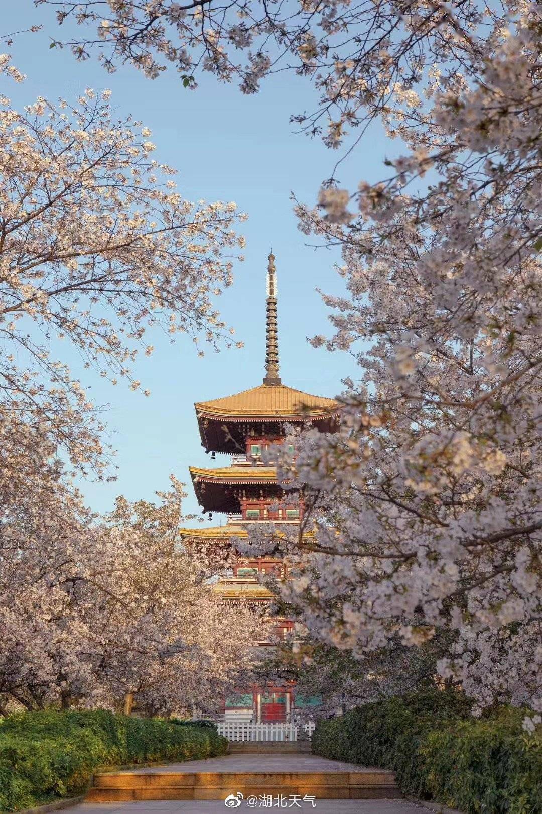 武汉樱花图鉴再等一周武汉樱花将迎来初绽