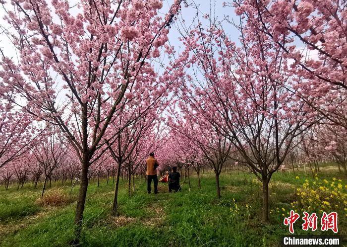 游客|湖北襄阳：樱花盛开扮靓移民新村