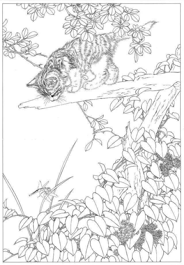 素材 | 邢诚爱工笔画猫专辑 白描作品图都有 请收藏