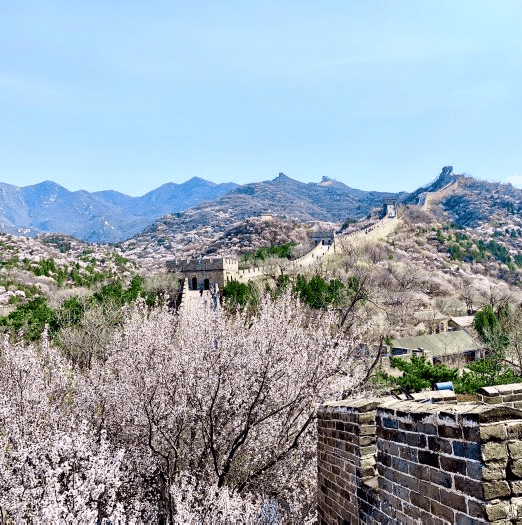 圖源:ackeeogbono春天的八達嶺長城,漫山遍野的杏花,桃花就會簇擁在