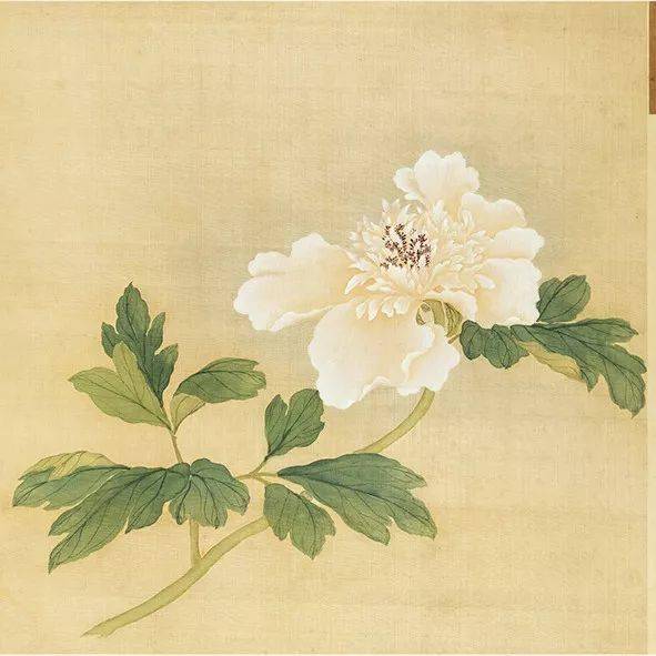 蒋廷锡百种牡丹图雍容华贵高清150图