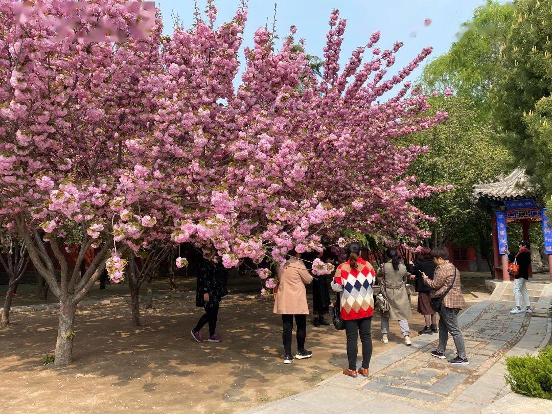 紫 藤花期:4月15日—4月30日觀賞地點:梁思成紀念館,毗盧殿東側牡 丹