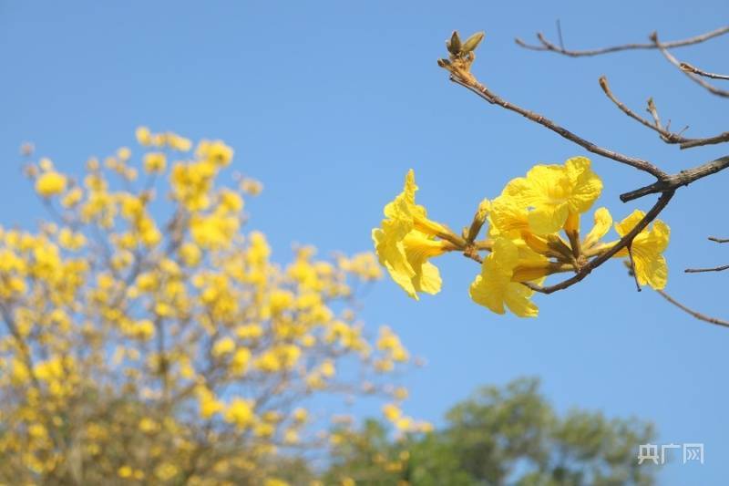 游客|【组图】风铃报春！广州花都黄花风铃迎风怒放