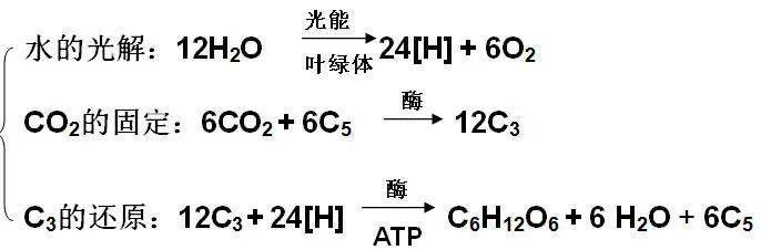 果酒製作(2)果醋製作在缺少糖源時,醋酸菌利用乙醇反應式:5,尿素細菌