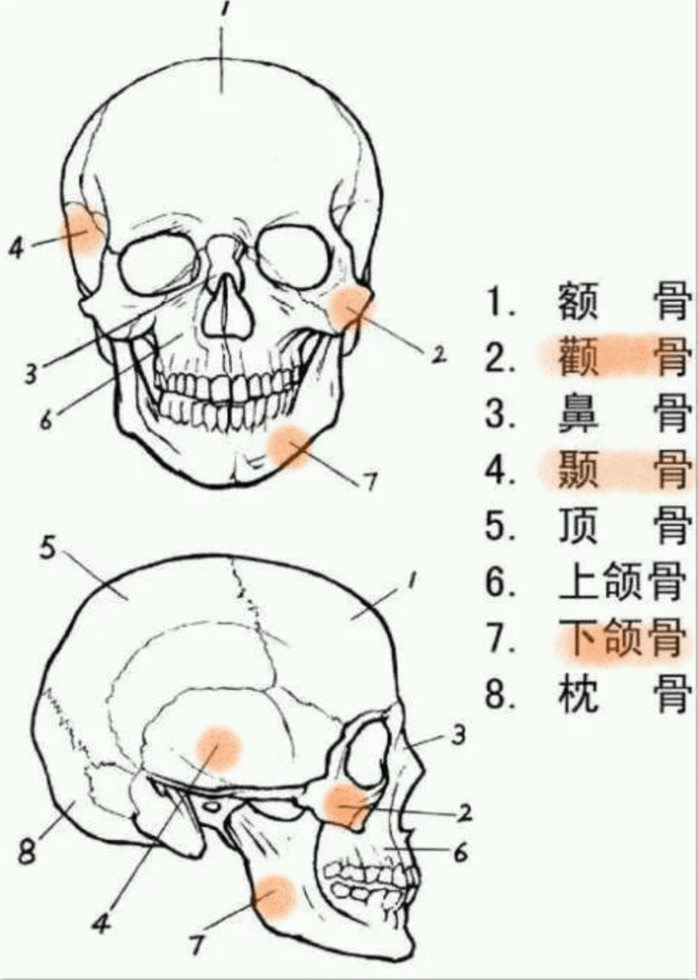 颚骨(颚骨错位自我矫正法)