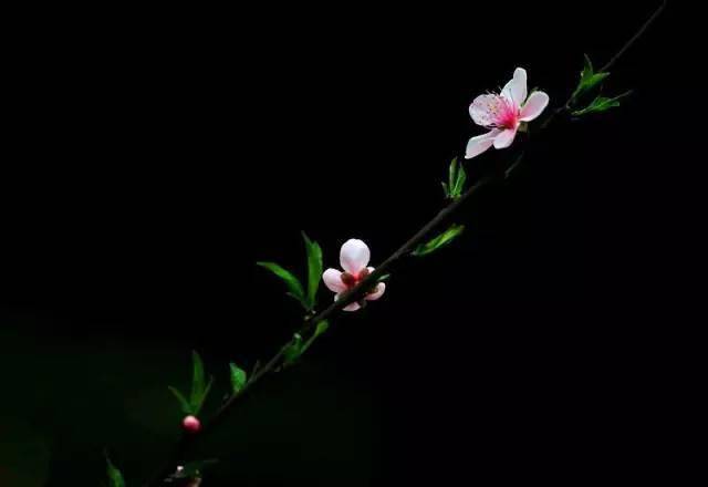 怎么拍好黑背景花朵?这几招简单又实用!_黑色_效果_技巧