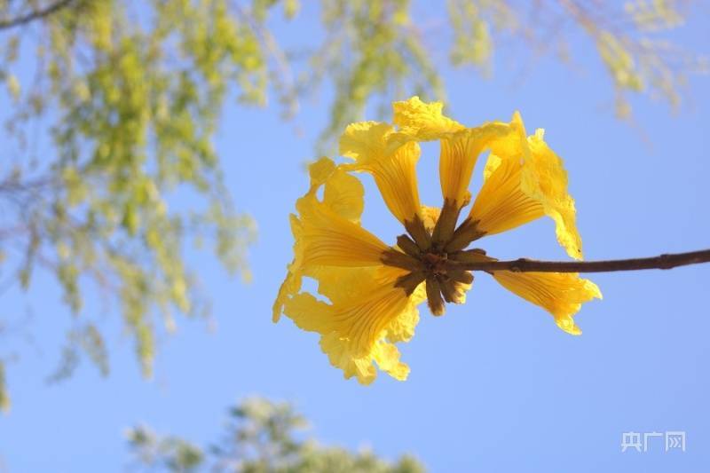 游客|【组图】风铃报春！广州花都黄花风铃迎风怒放