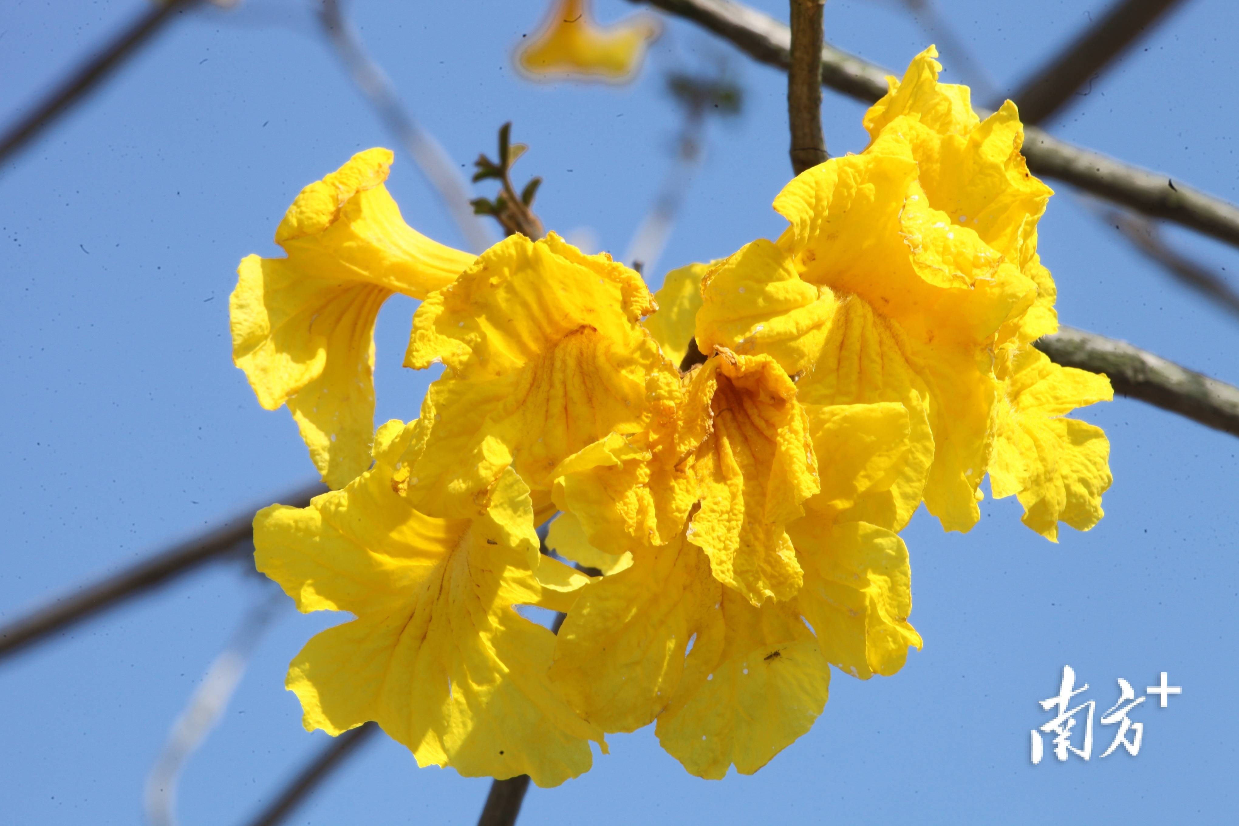 來花都赤坭賞黃花風鈴