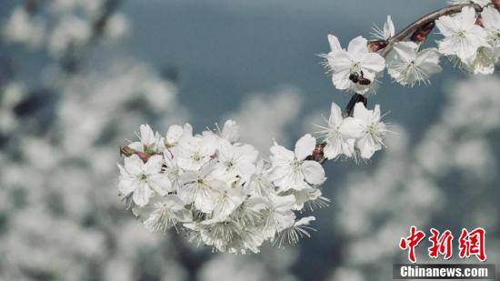 四川|四川古蔺：千亩樱桃花盛开 堆云叠雪美如画