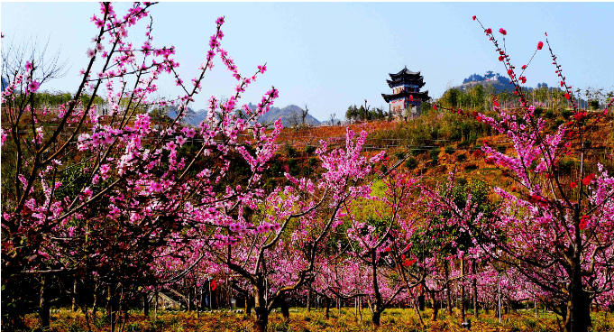 丰城桃花谷图片