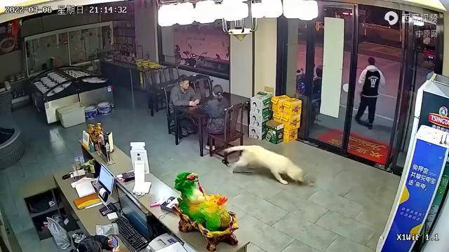 安徽合肥狗狗拽飞凳子主人瞬间屁股着地网友调侃这狗子有点费主人