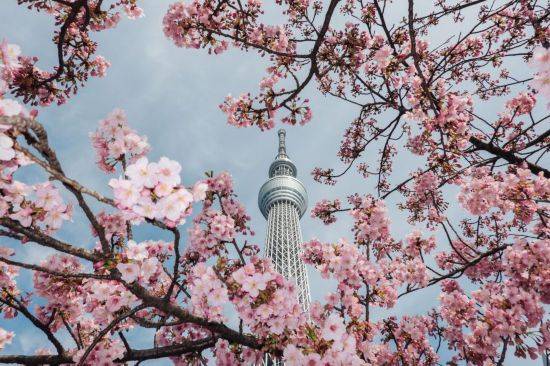 日本東京:春來櫻開_櫻花_張笑宇_中川