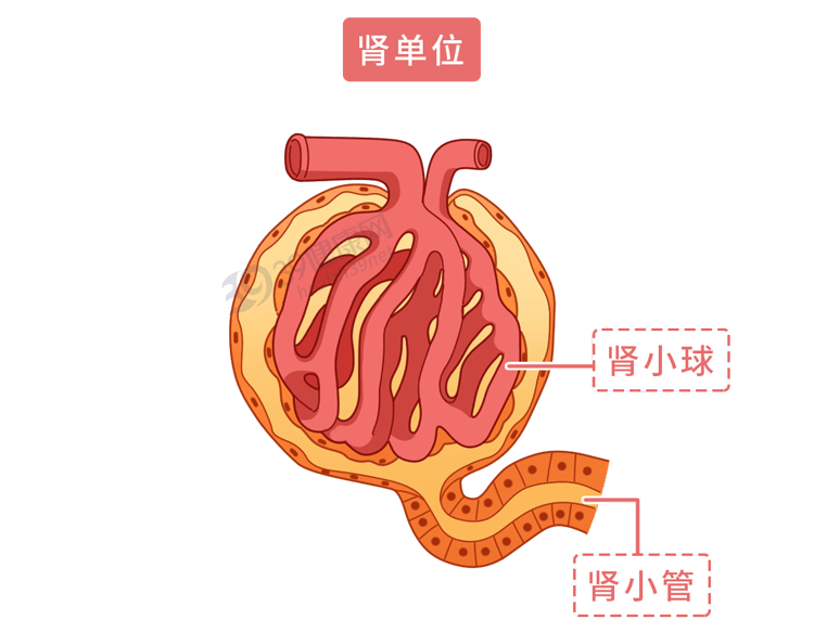 并通过尿液排出体外其可将这些垃圾过滤它由肾小管和肾小球组成抵达