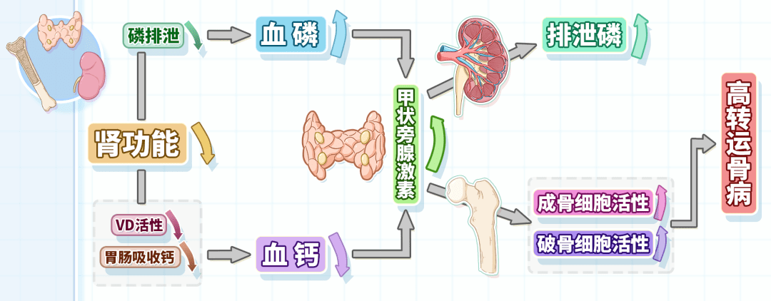 肾脏|想知道肾好不好？来看看这份“测试卷”你能拿多少分