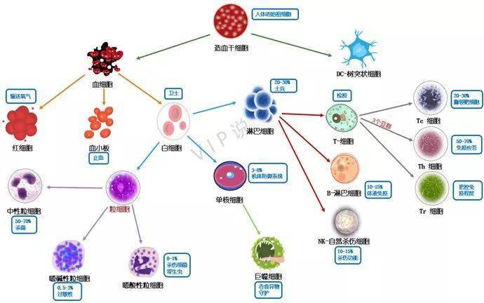 高清實圖看懂人體內的免疫戰爭,絕對震撼!_細胞_死亡_生物