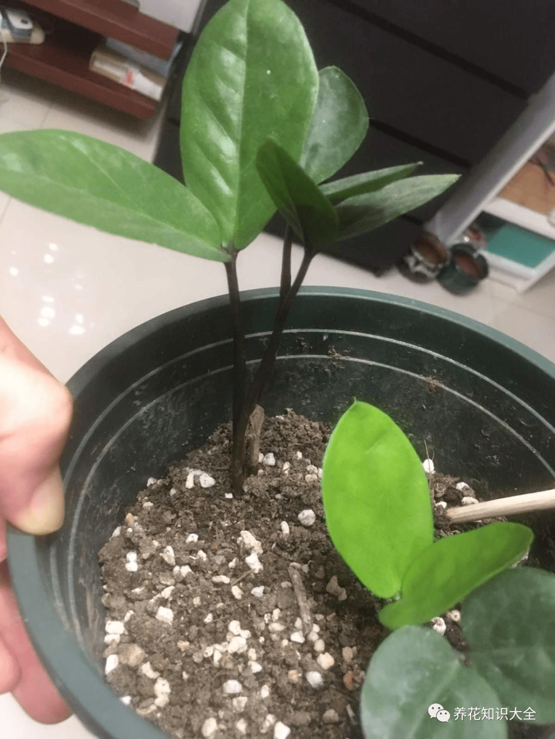 土壤_倒挂金钟_花卉