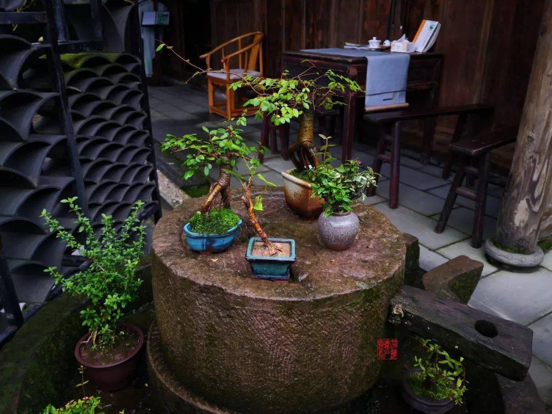 有个院子,静时读书,闲时喝茶_小院_生活_青少年