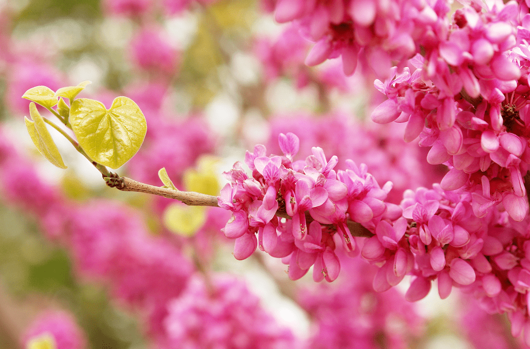 賞花攻略來了鄭州各大公園將迎來最美花季