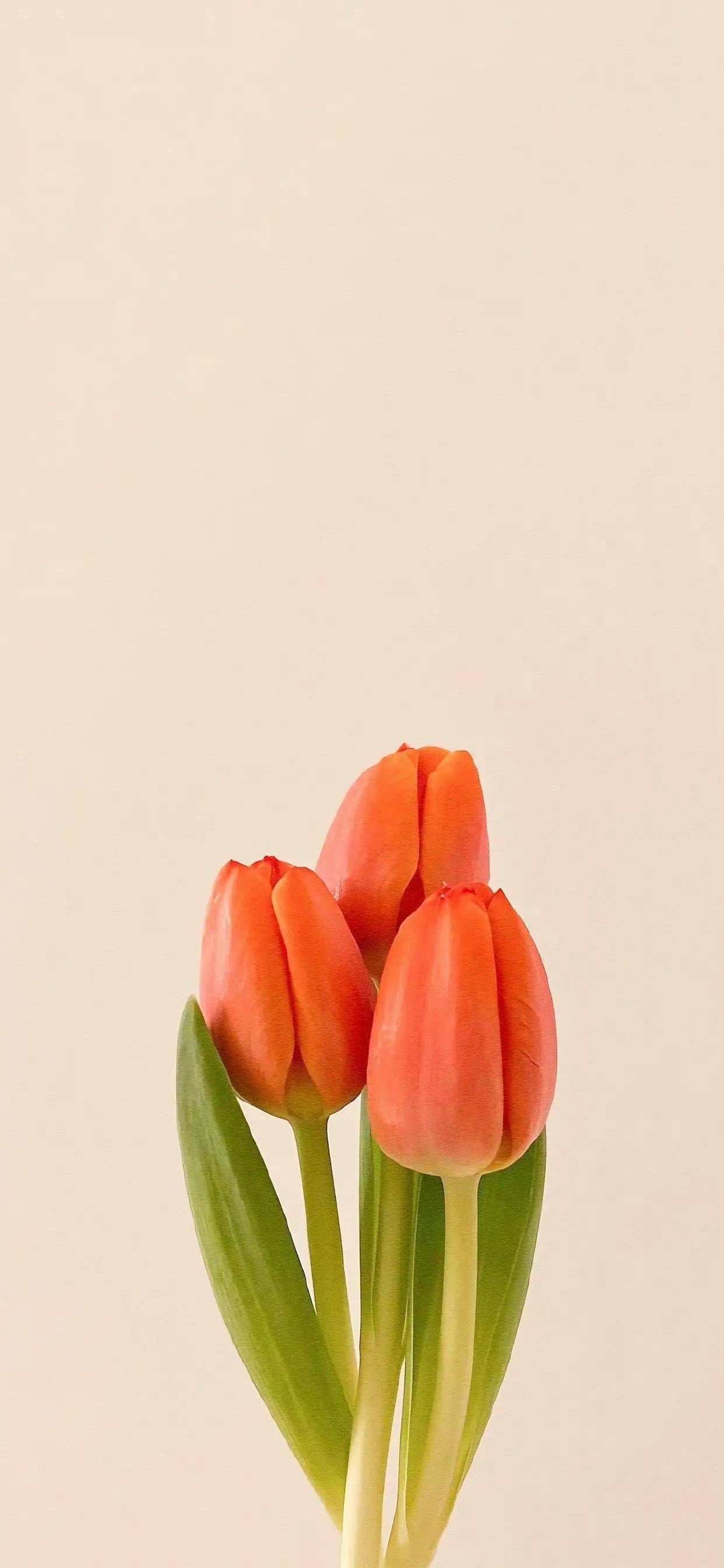 简约而美好的壁纸