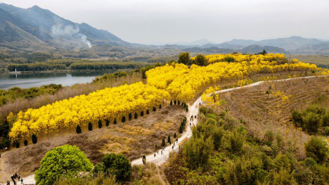 週六成行春遊英德2日小三峽遊船百畝黃花風鈴湞陽坊小鎮萬畝茶園小